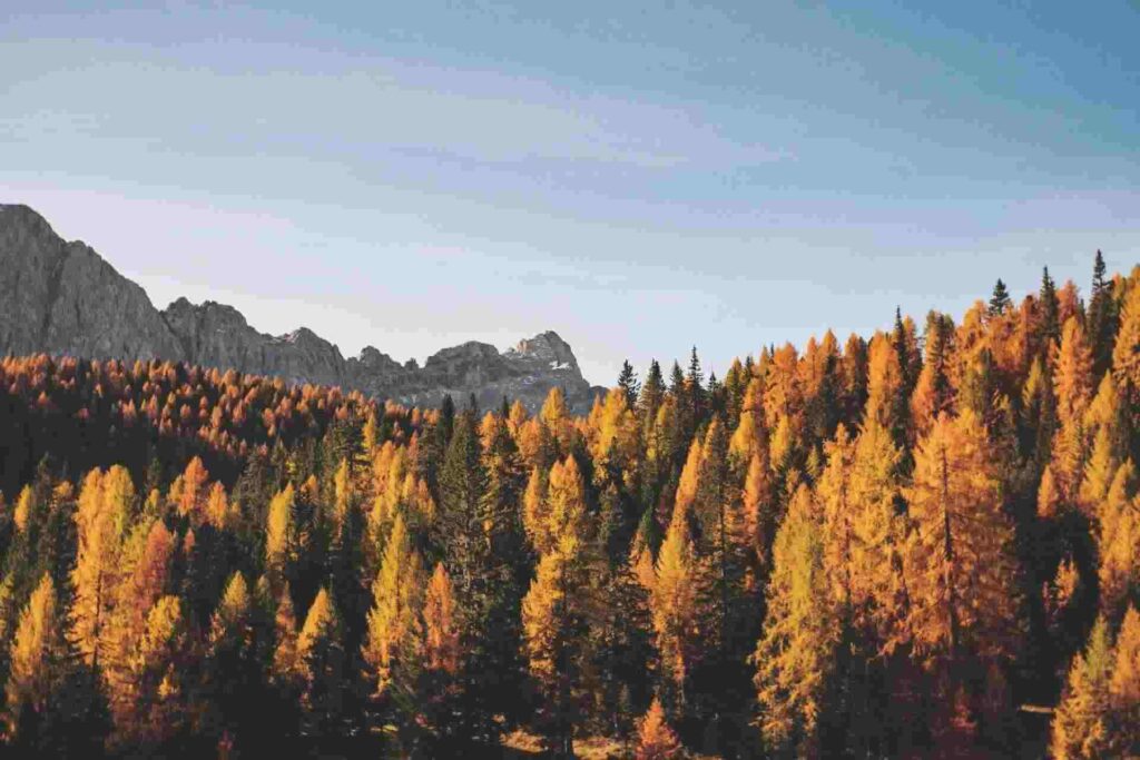 Paysage d'automne avec forêt et montagne