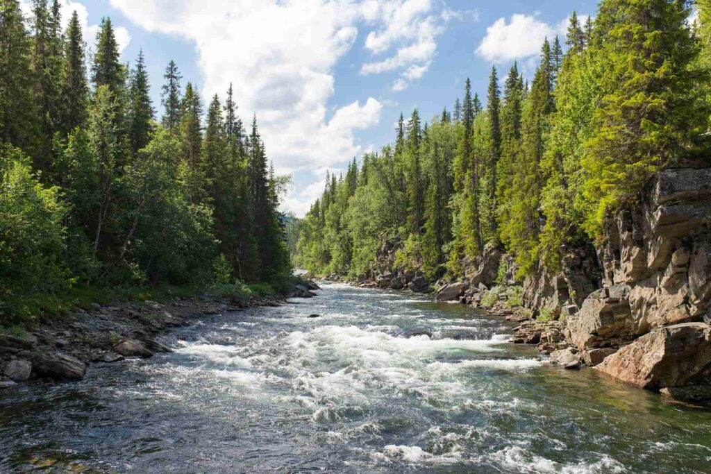 rivière en pleine forêt pour la détente et méditation