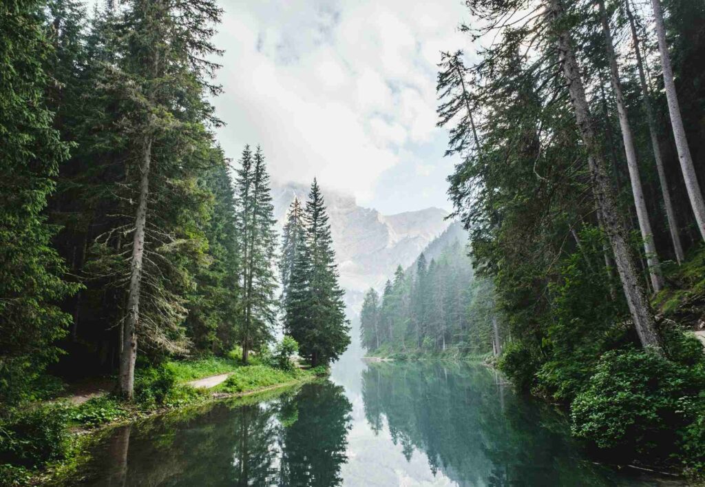 rivière passant au milieu d'une forêt, paysage invitant à la médiation