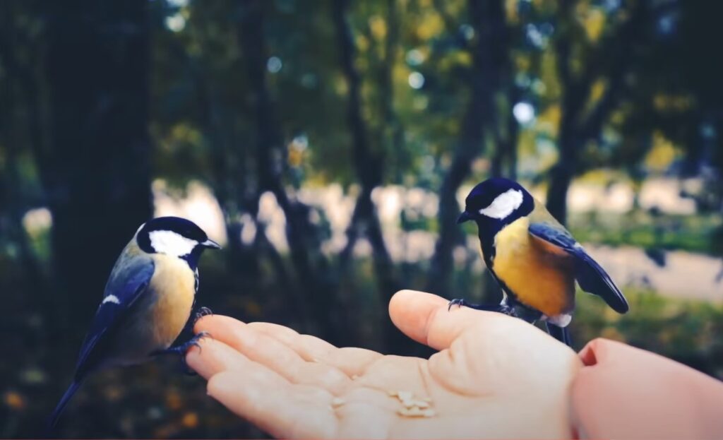 oiseaux bleus et jaunes posés sur une main