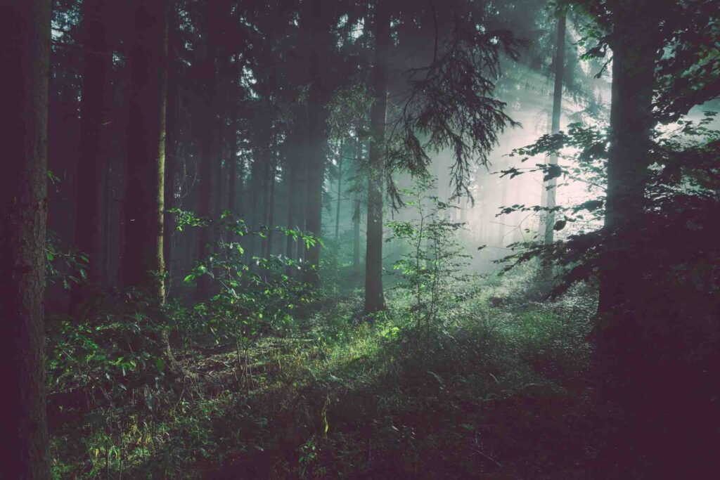 forêt avec la lumière du soleil passant à travers les arbres, ambiance apaisante